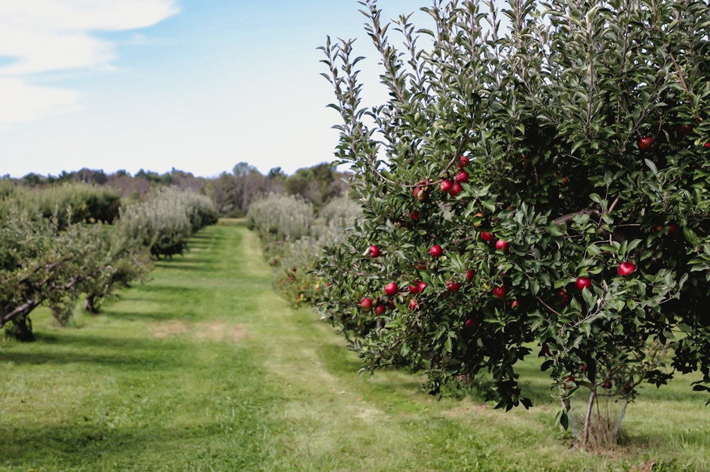 Hope Orchards - Hope Maine